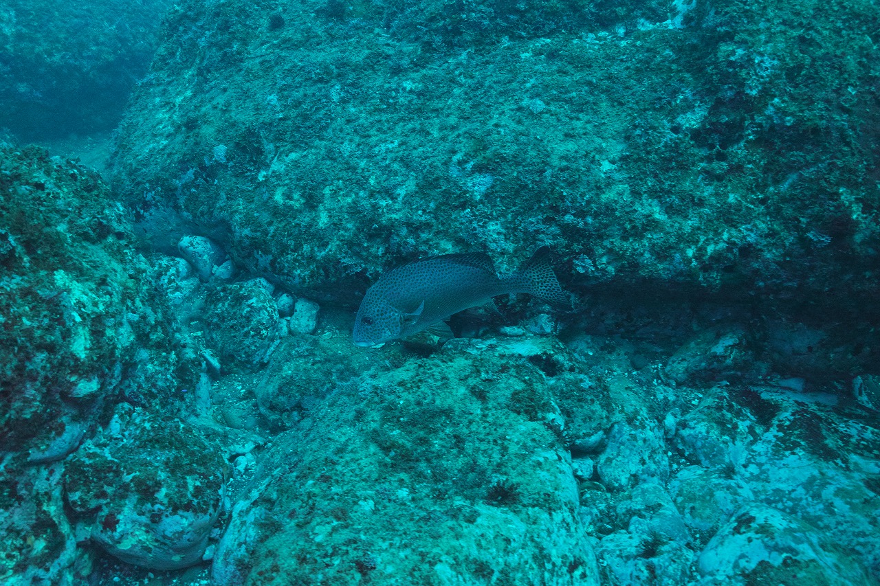 DP1M1750.jpg