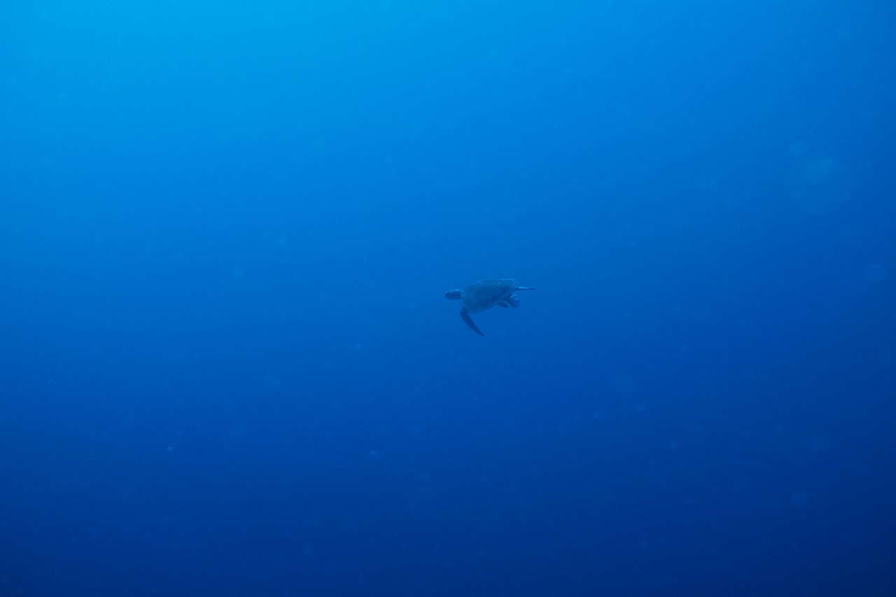 SDI4093.jpg