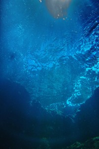 水面近くに小魚の群れ