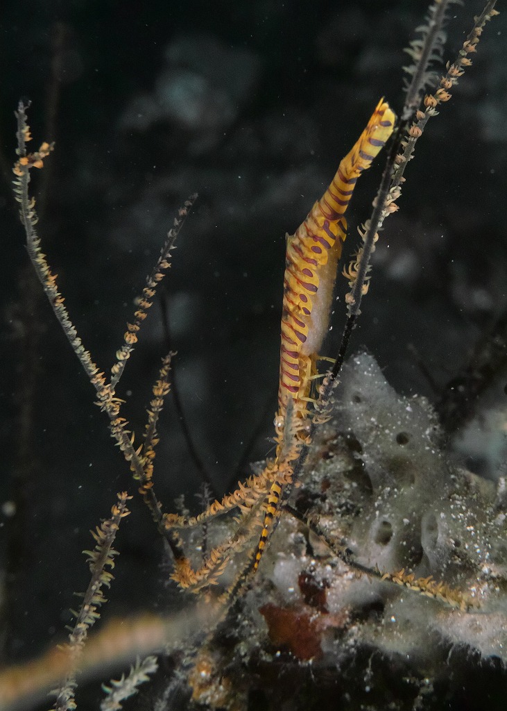 gorgonian.jpg