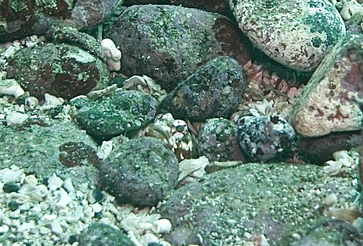 jawfish.jpg