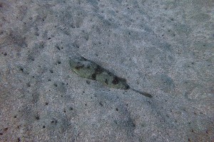pufffish
