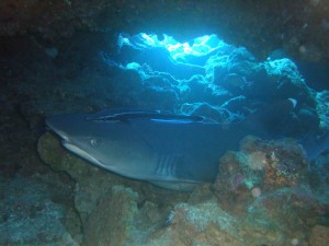 whitetip