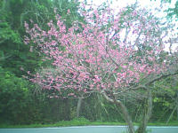 Okinawan cherry blossoms are deeper pink than Japanese one.