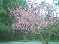 Okinawan cherry blossoms are deeper pink than Japanese one.