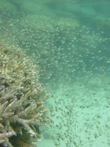 テトラ横のエダ珊瑚と小魚