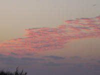 Sheeplike clouds reflecting sunlight