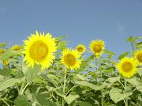 sunflowers