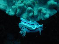 とってもかわいいです。クリックすると大きな写真が出ます
