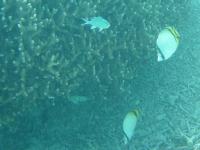 チョウチョウウオはどれも同じに見える